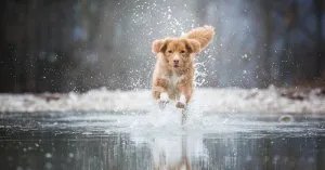 Dog-Challenge-Class