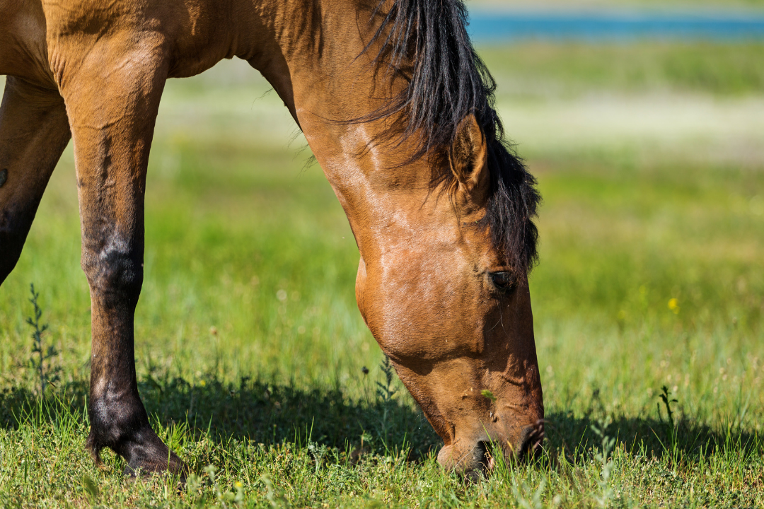 Persistent Colitis in Horse – Essential Oil Vet