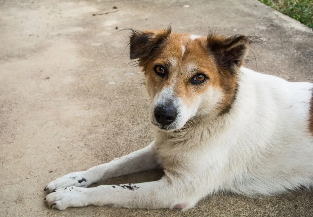 Doterra terrashield clearance dogs