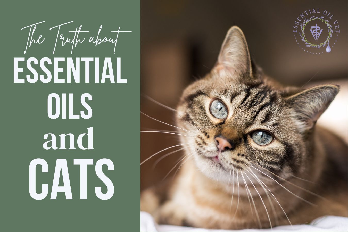 The Truth about Essential Oils and Cats - Online Class